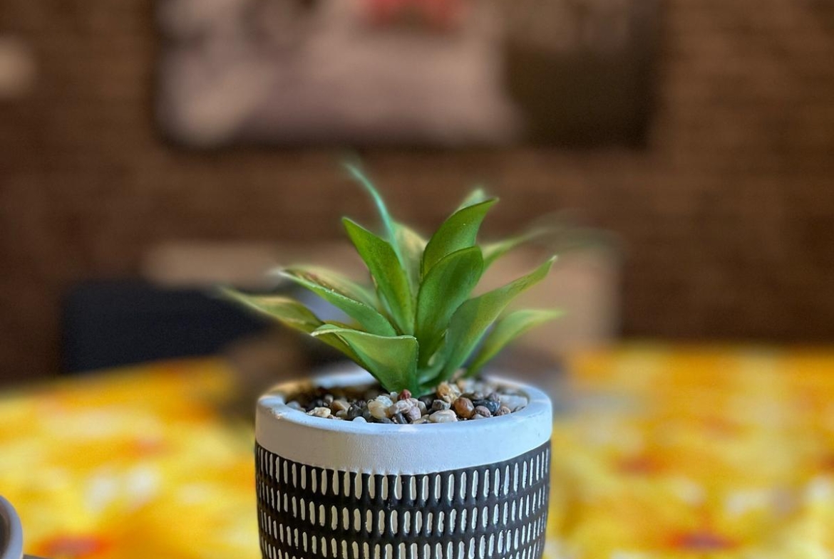Plant displayed as a decoration piece in the property of hmh stays